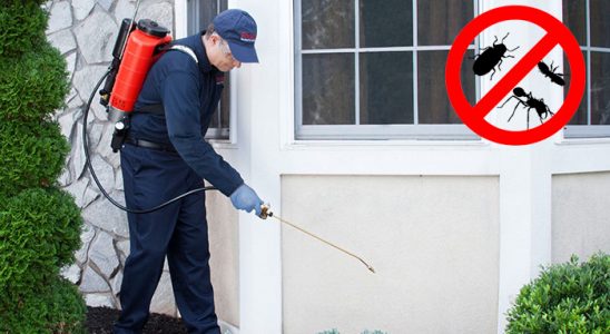 Çardak Uçan Haşere İlaçlama böcek ilaçlama ve haşere kontrolü — ilaclama-tr.com